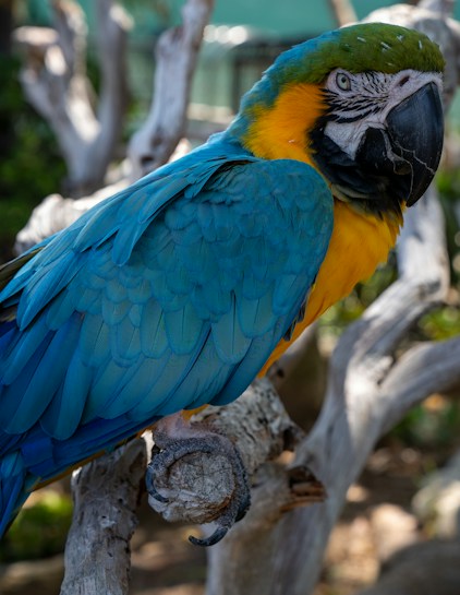 A vibrant macaw with brilliant blue feathers and a striking yellow-orange chest is perched on a weathered branch. Its beak is large and black, and the bird's eye has a curious, attentive expression. The background is blurred, suggesting a natural outdoor setting with greenery.