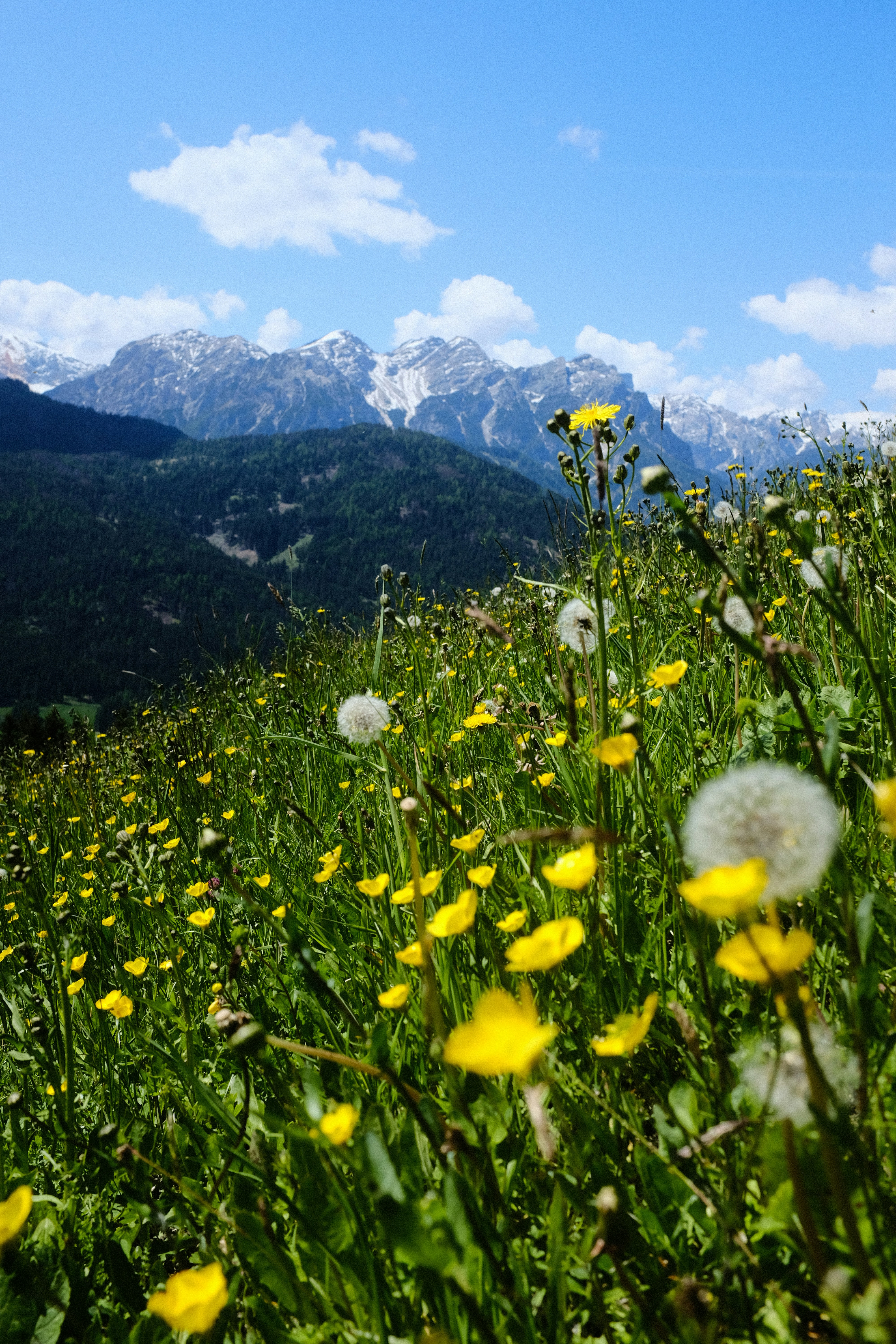A field of wildflowers and dandelions with mountains in the background