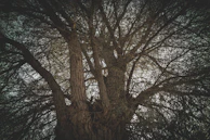 A large, intricate tree viewed from below, with a thick, textured trunk and a complex network of branches spreading outwards. The branches are densely packed with thin twigs, creating a lace-like pattern against the sky.