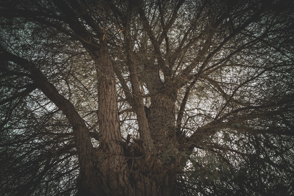 a large tree with lots of branches and no leaves