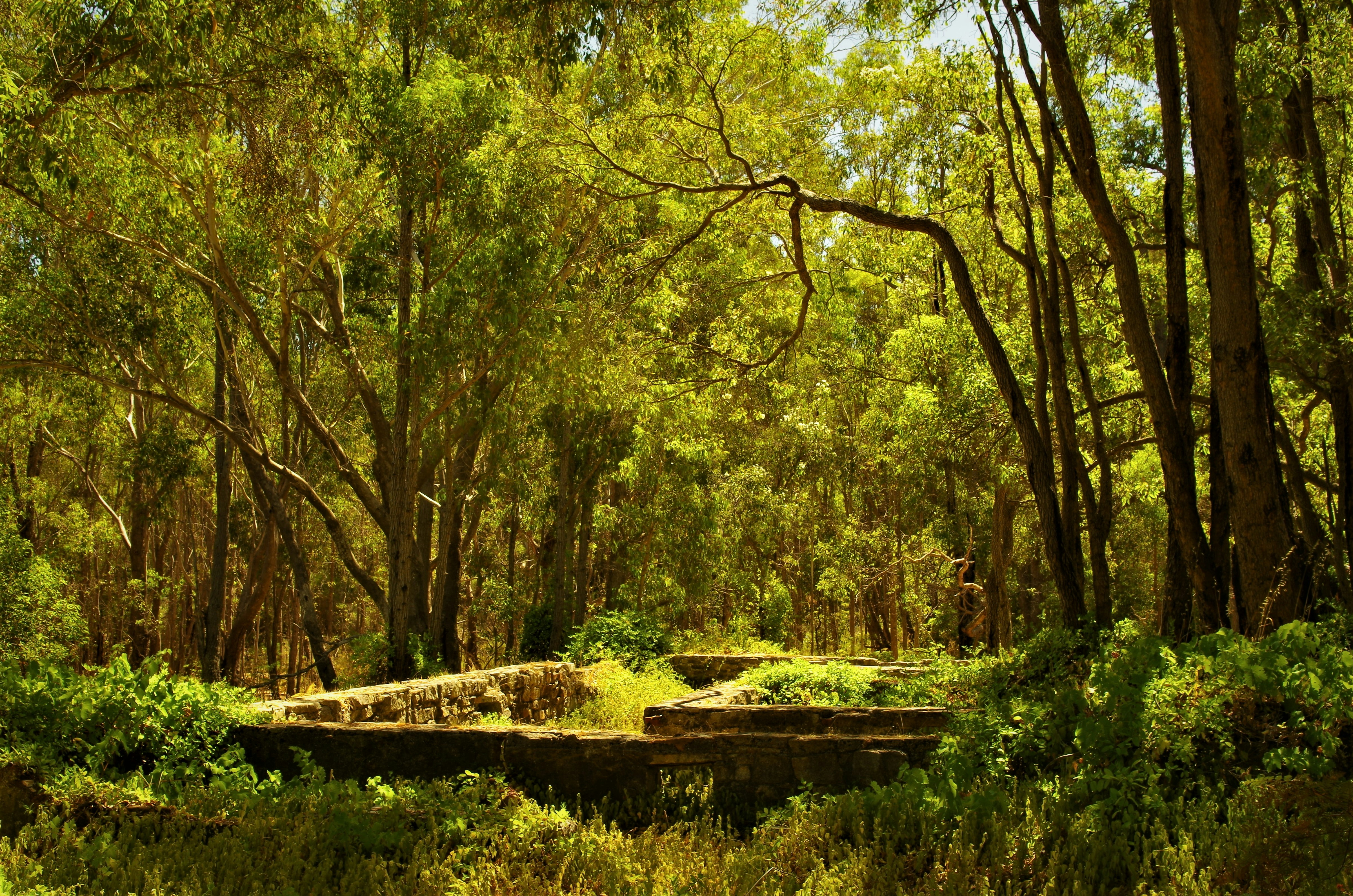 a forest filled with lots of trees and rocks