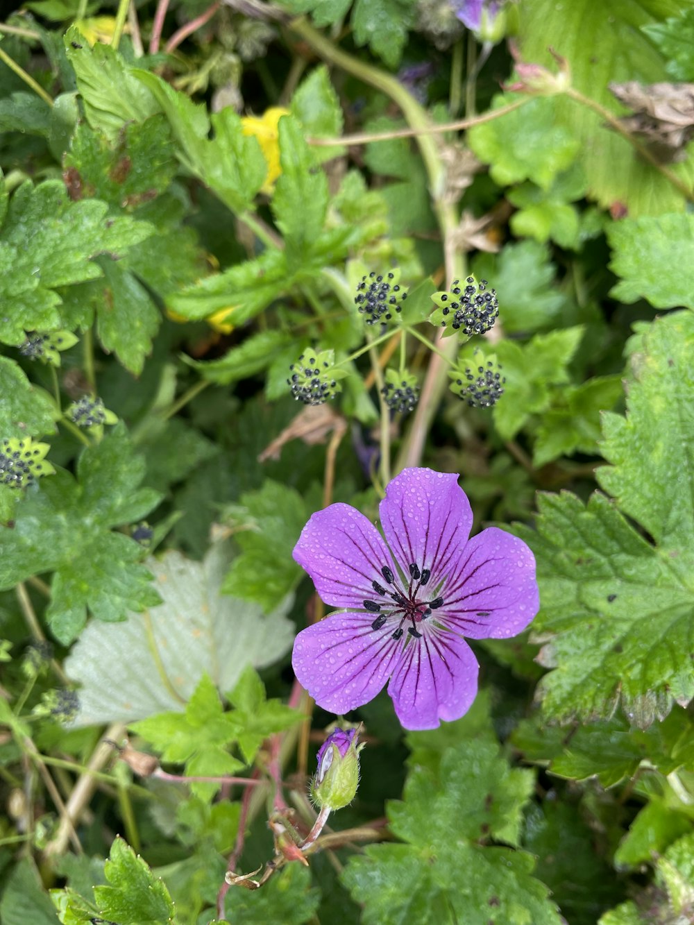 a purple flower surrounded by green leaves