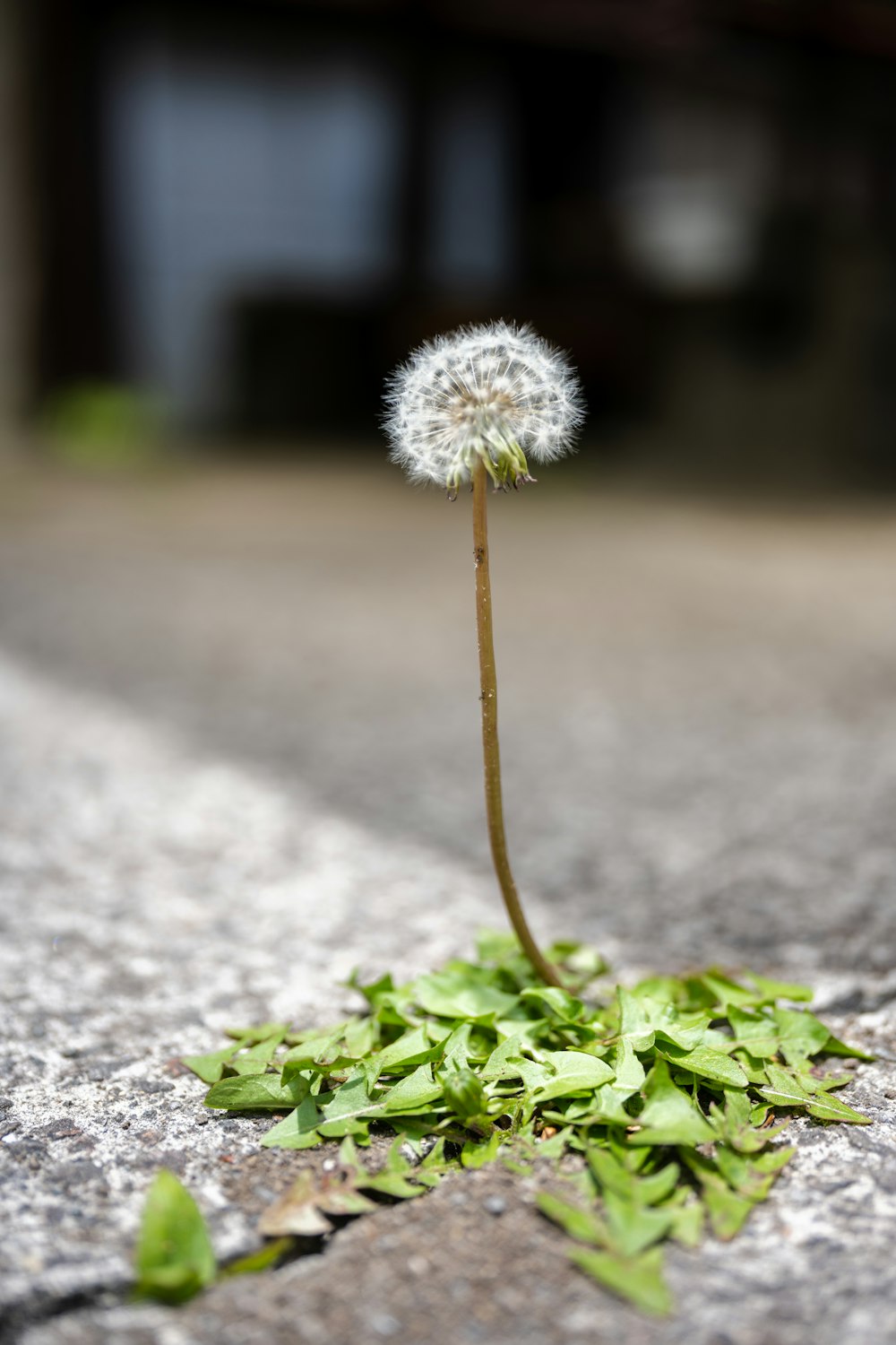 a dandelion sprout on the side of a road