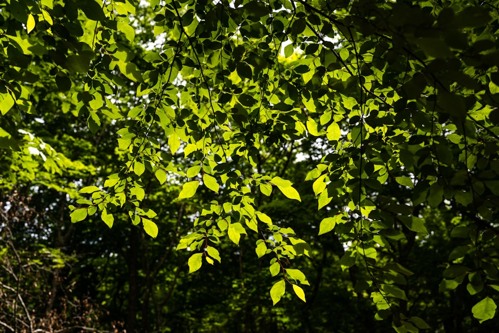 a green leafy tree in the middle of a forest