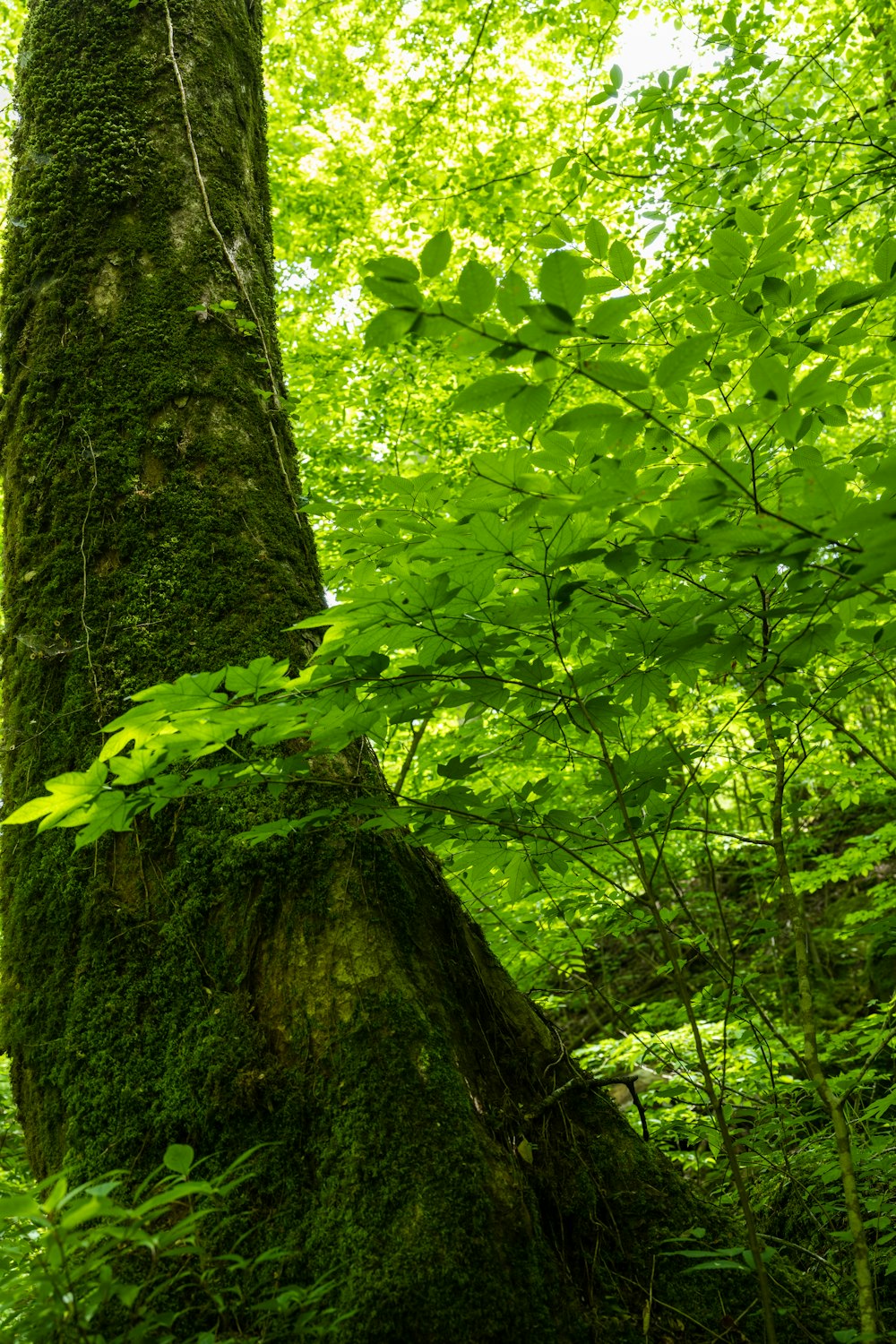 uma árvore musgosa no meio de uma floresta