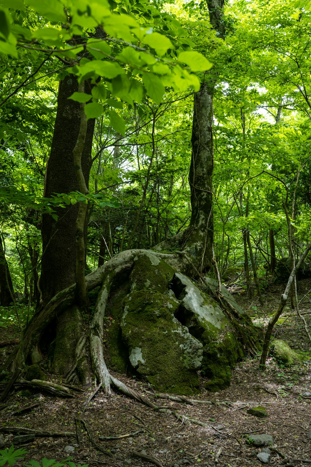 a large rock in the middle of a forest