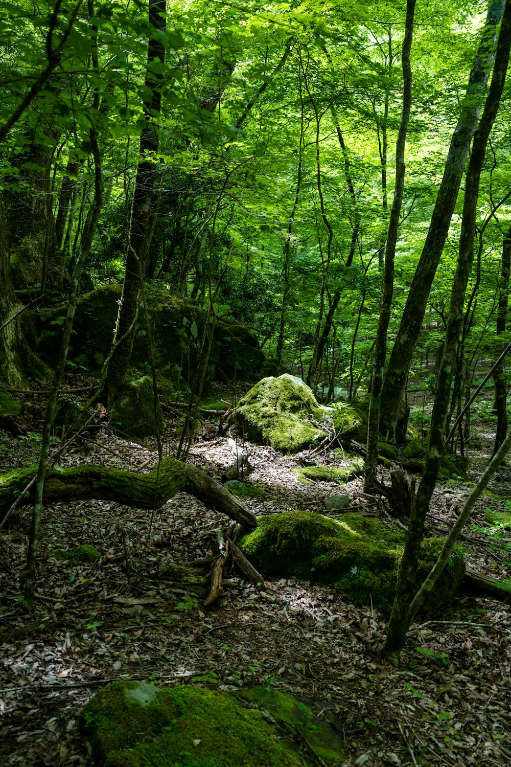 a lush green forest filled with lots of trees