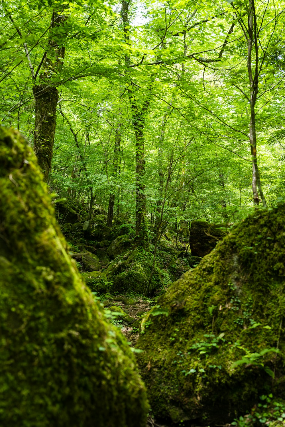 a lush green forest filled with lots of trees