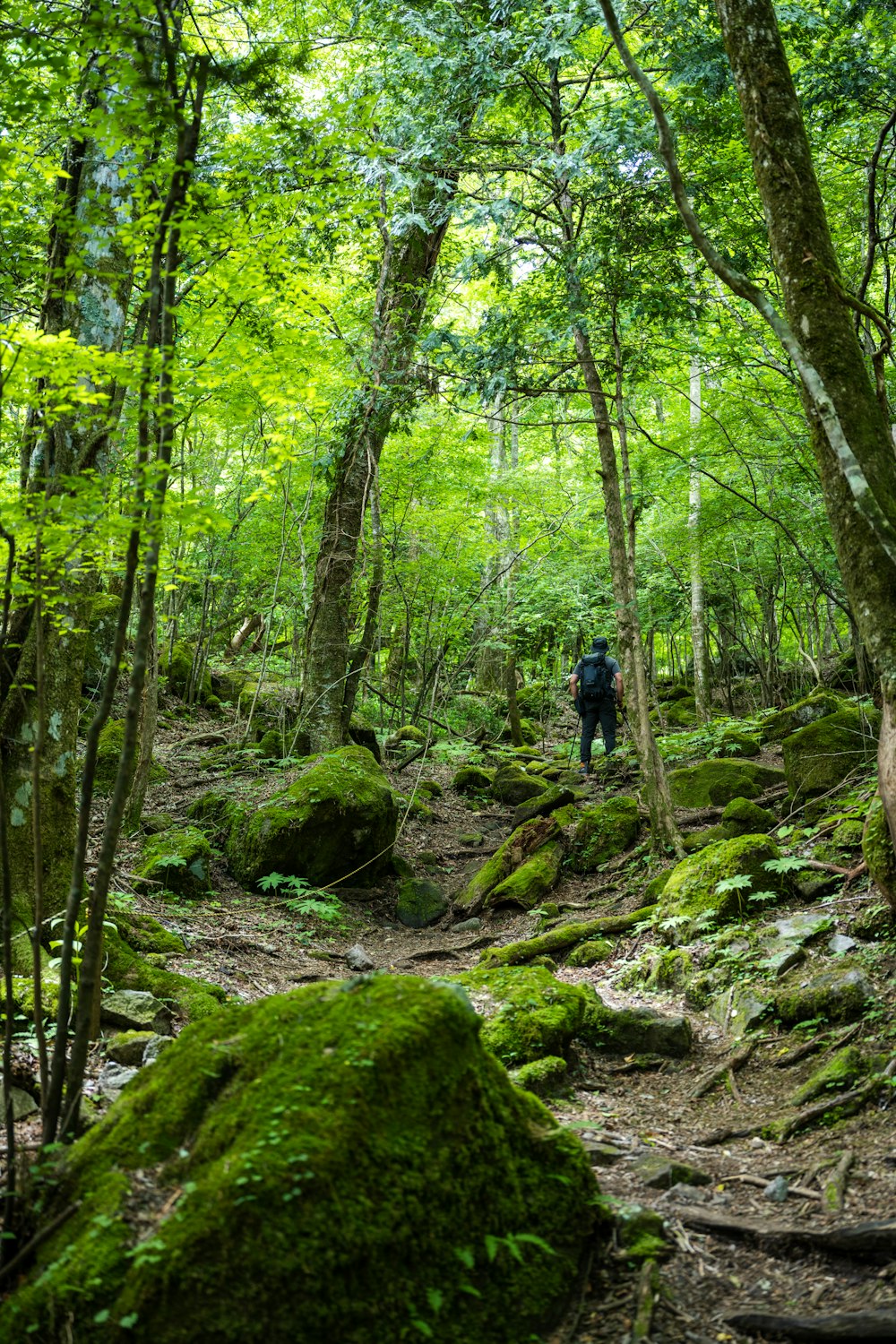 a man hiking through a lush green forest