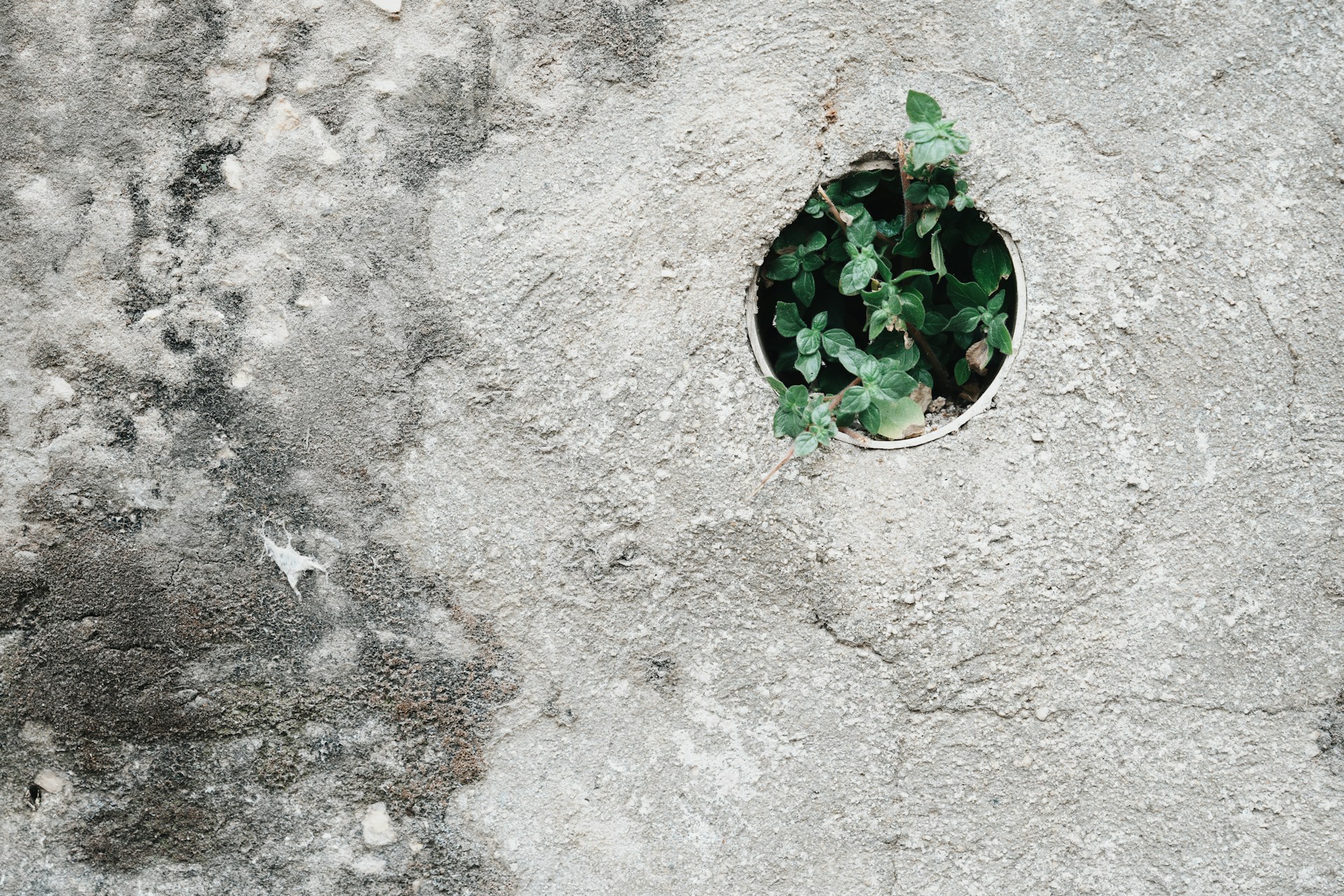 a potted plant sitting on top of a cement wall