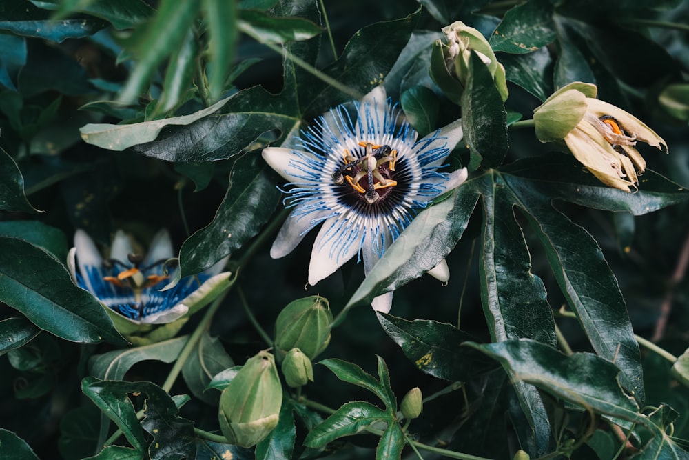 a close up of a flower on a tree