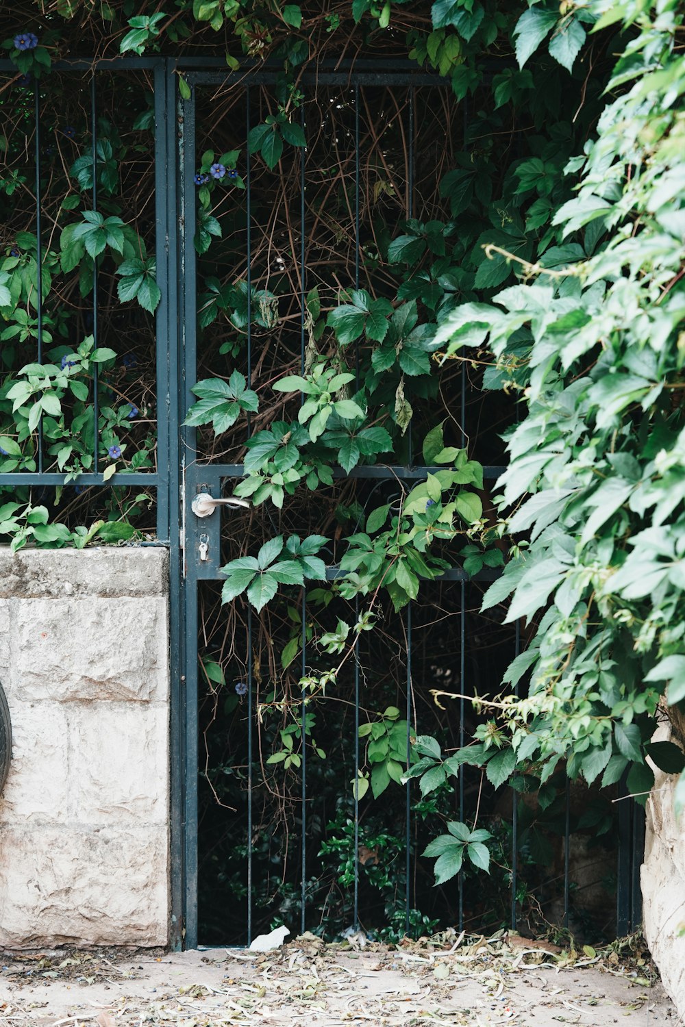 a gate that has a bunch of vines on it