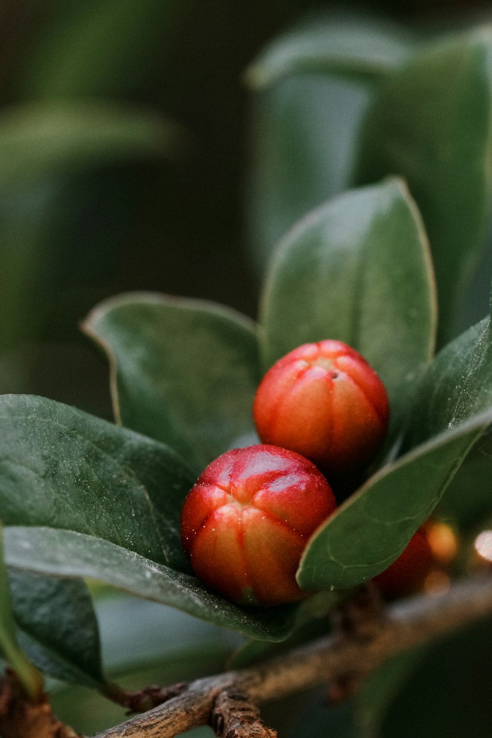 a couple of red berries on a tree branch