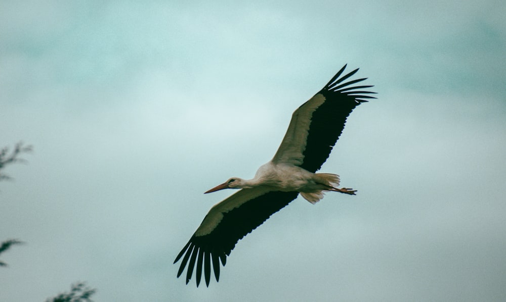 a large bird flying through a cloudy sky