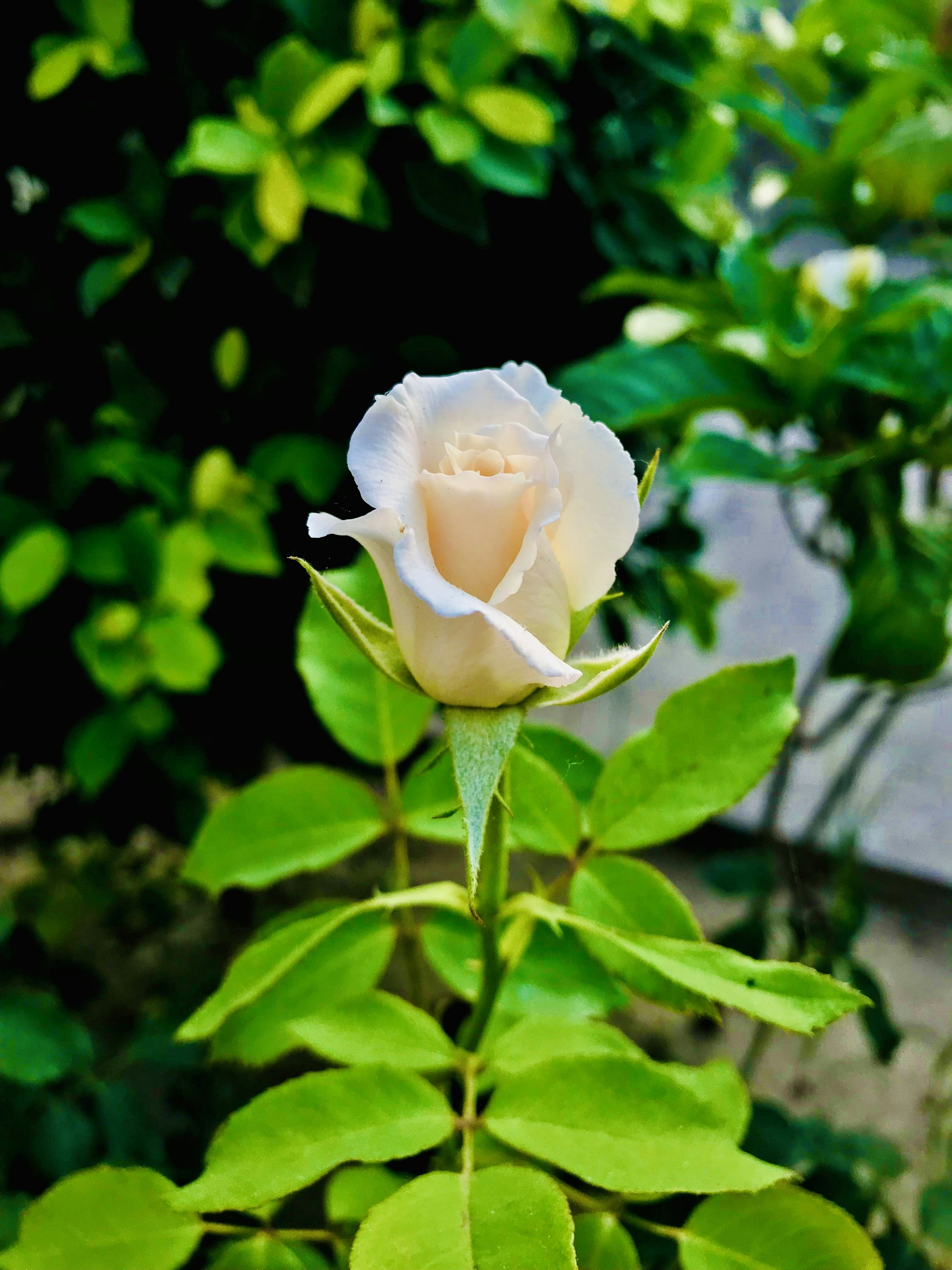 a white rose is blooming in a garden