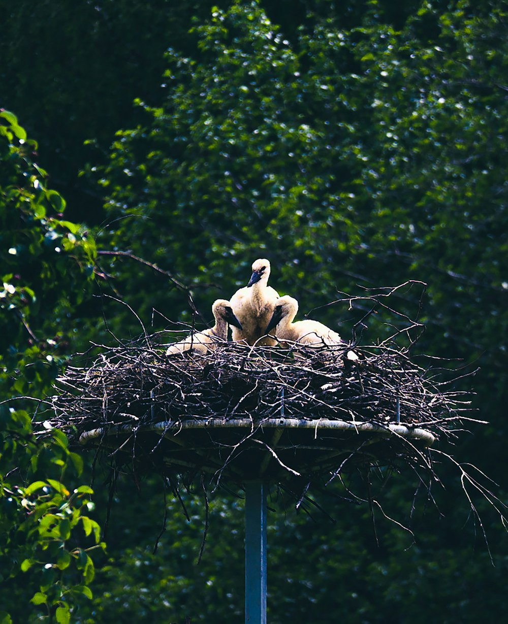a couple of birds sitting on top of a nest