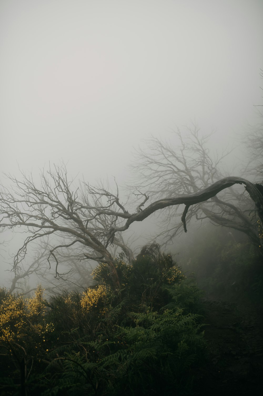 a foggy forest filled with lots of trees