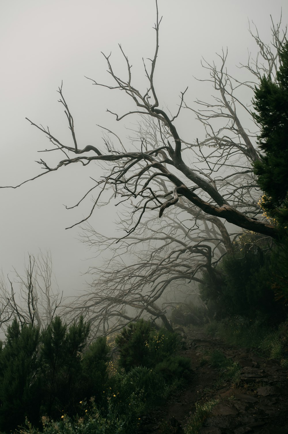 a tree with no leaves on a foggy day