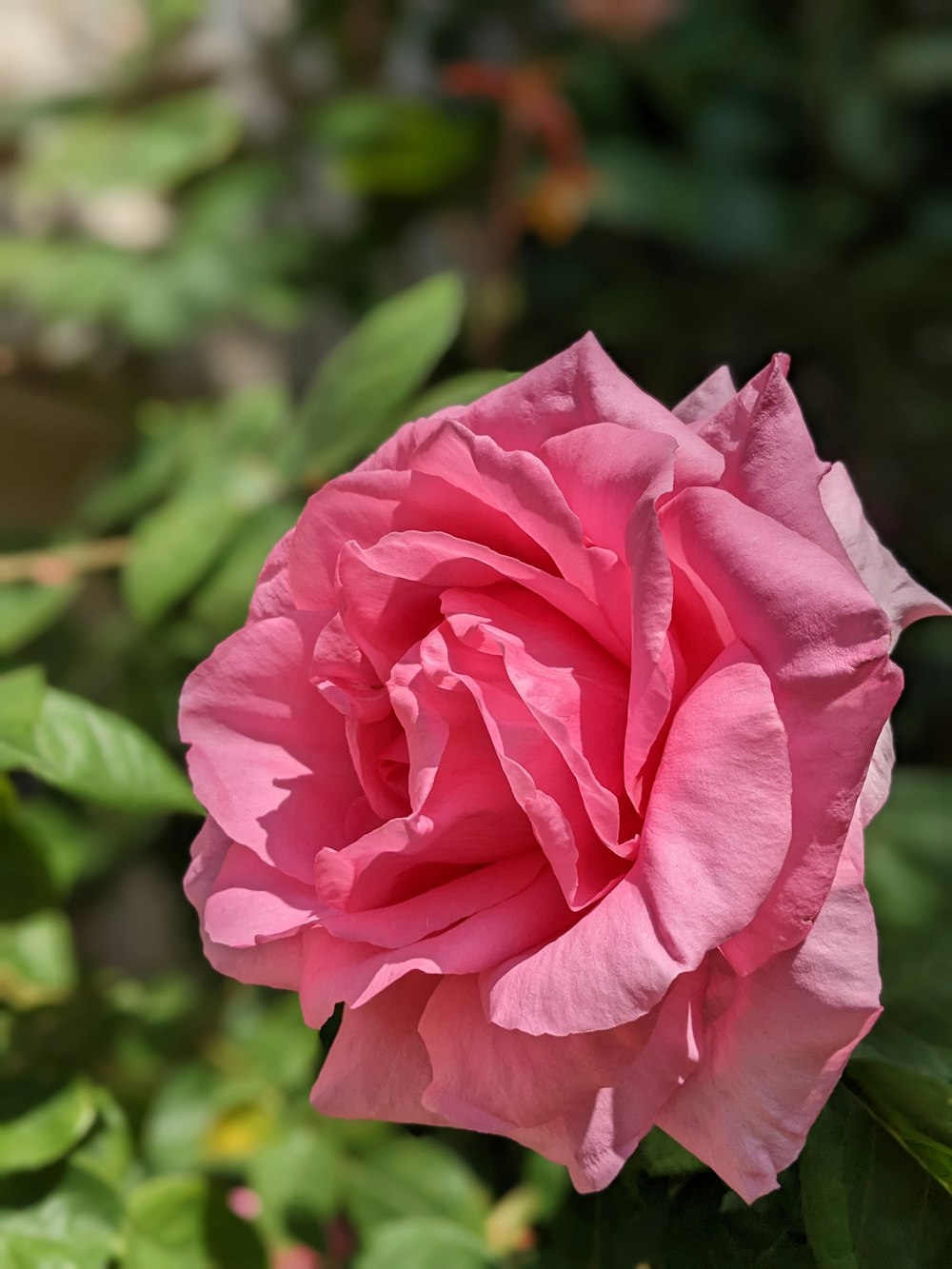 a pink rose is blooming in a garden