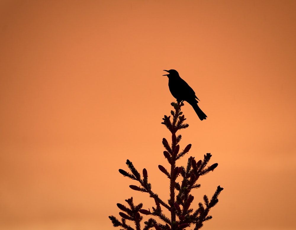 a black bird sitting on top of a tree