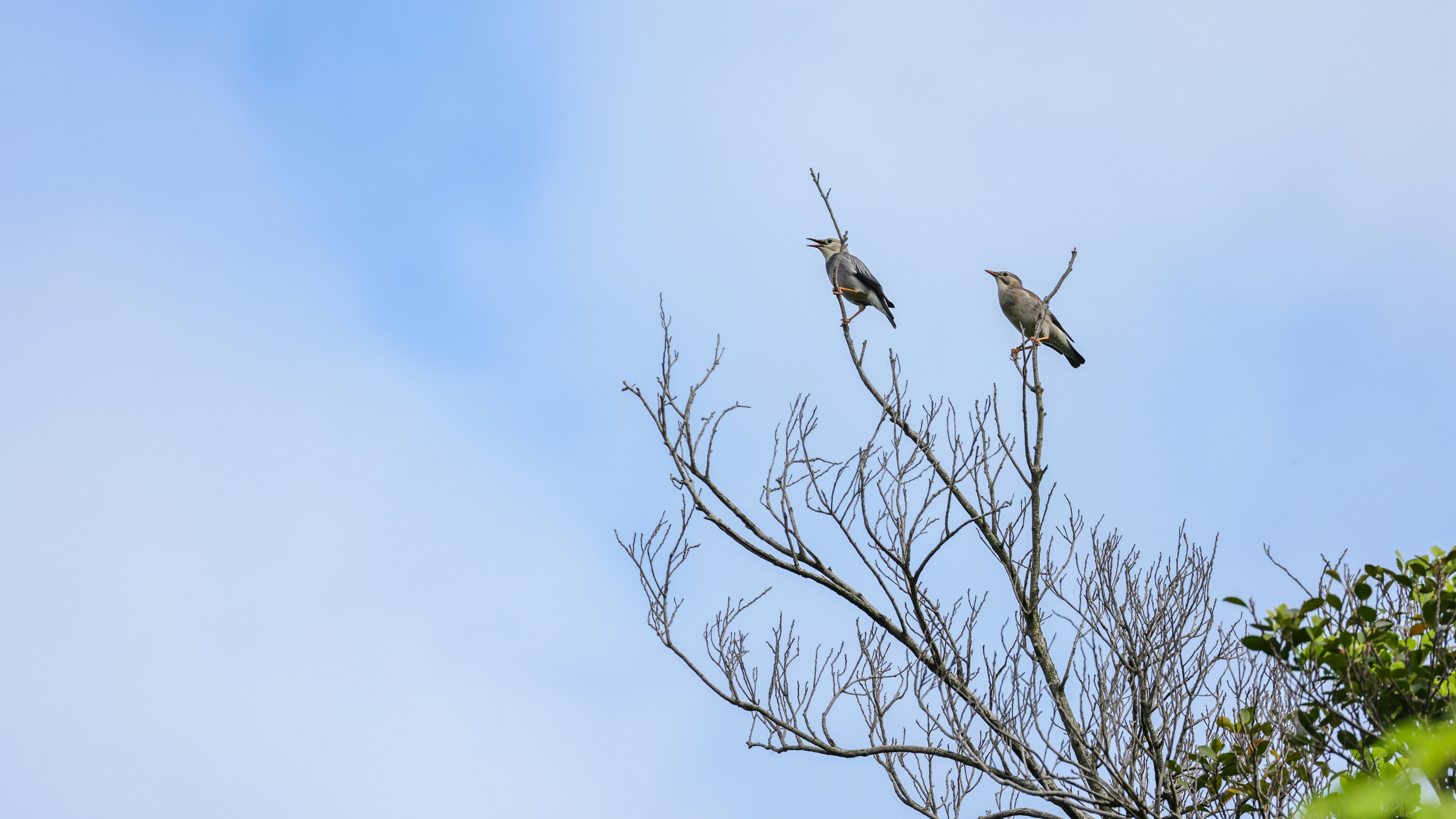 Photo by dickenslin76