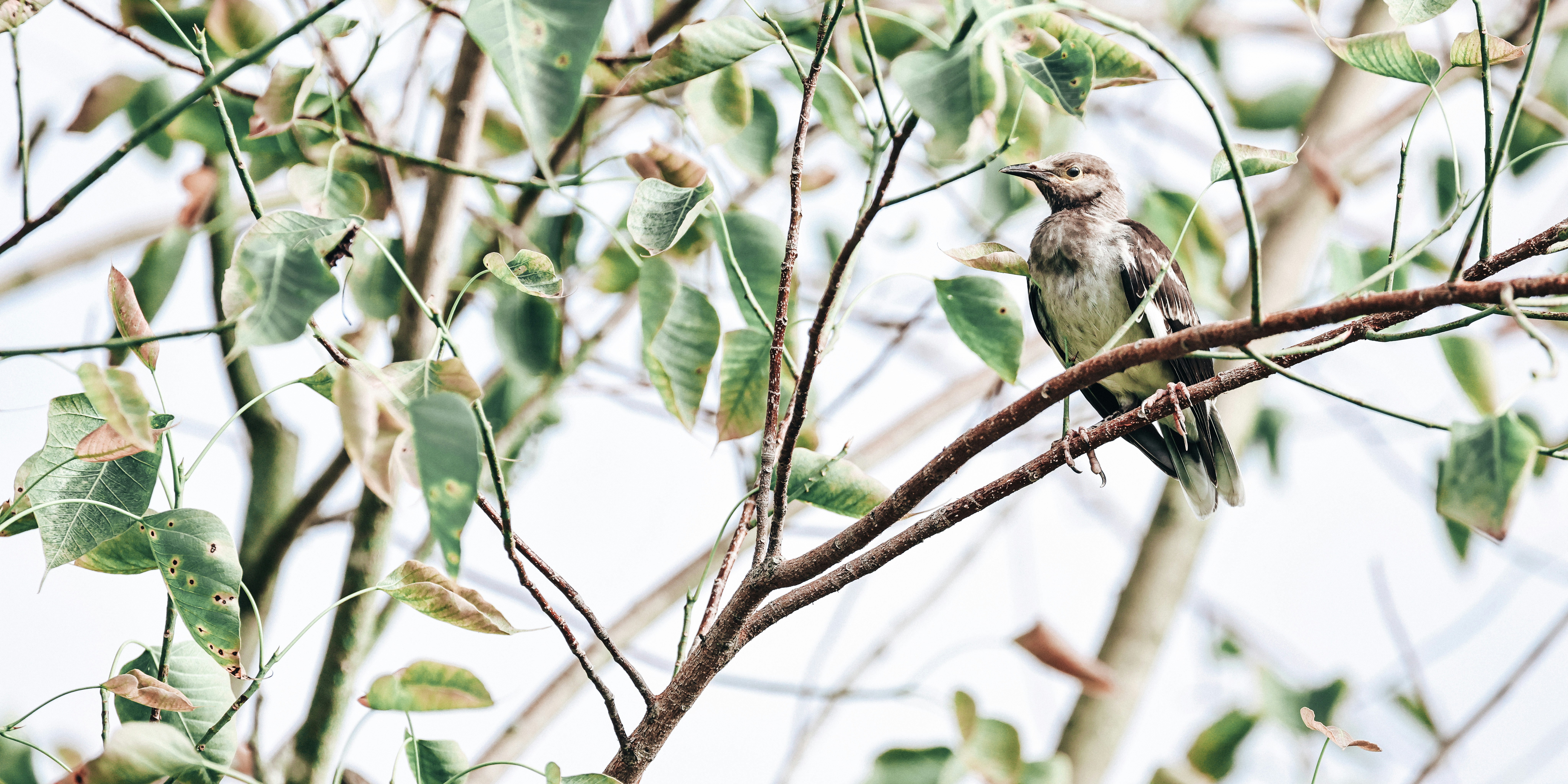 Photo by dickenslin76