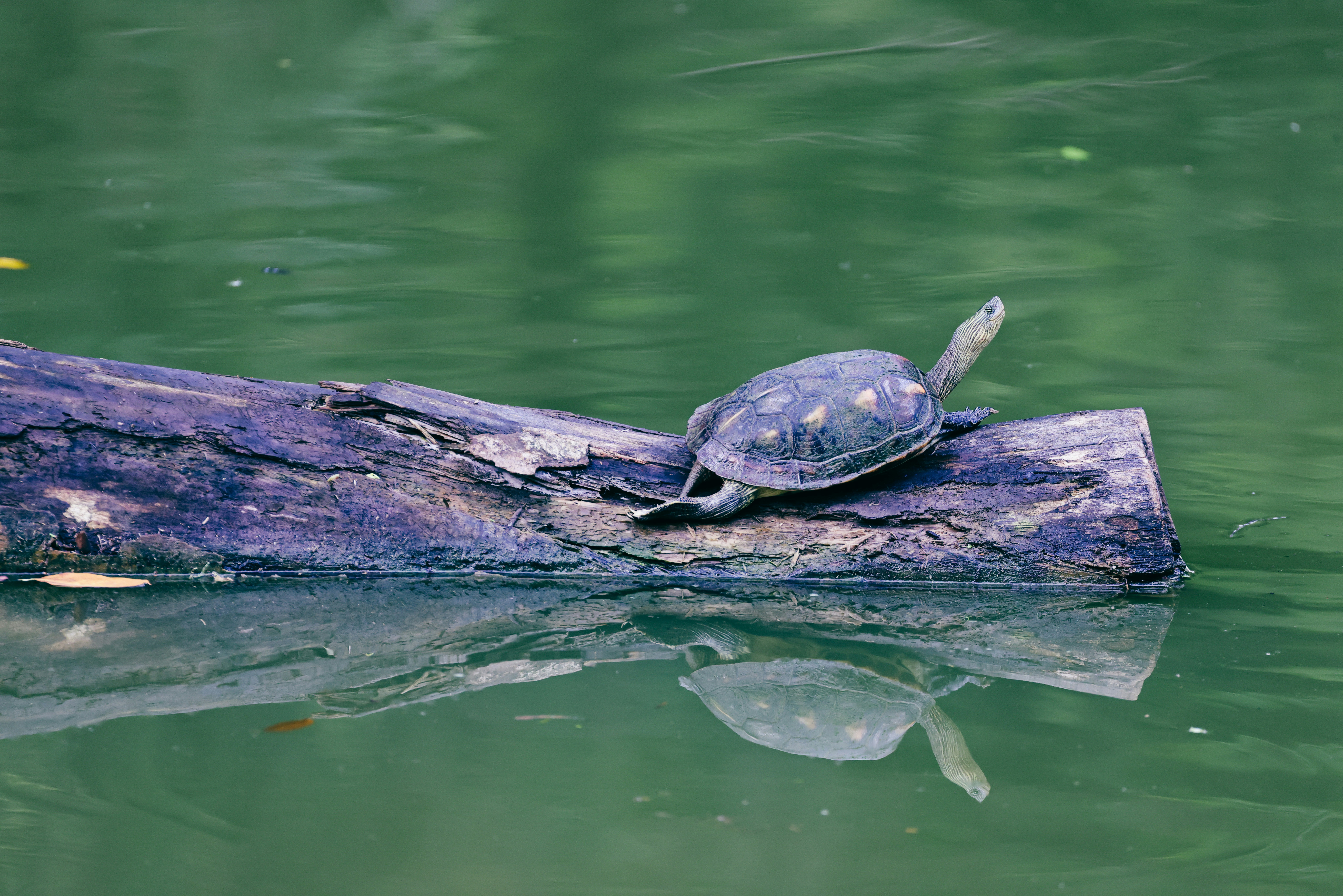 Photo by dickenslin76