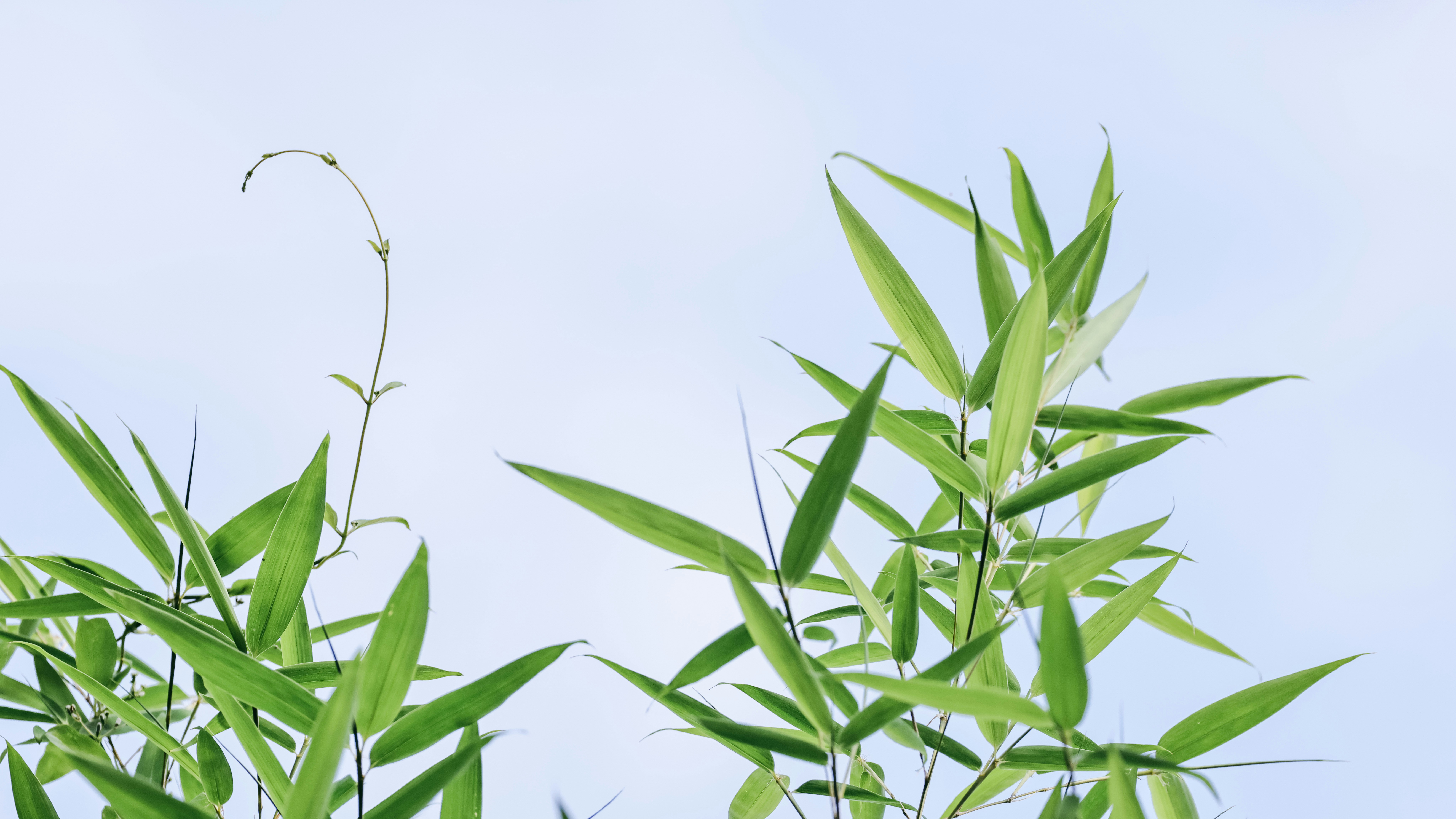 Photo by dickenslin76