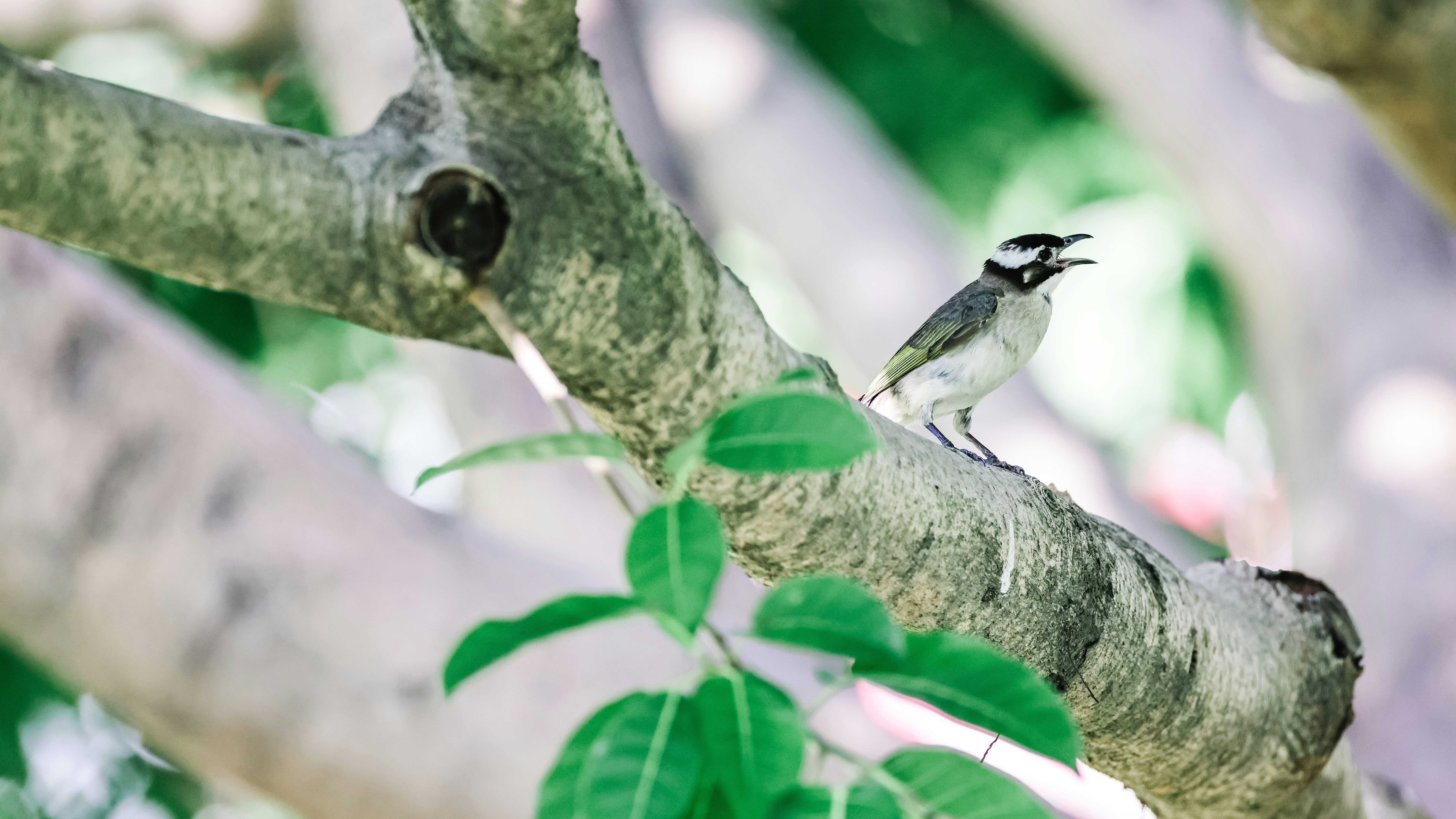 Photo by dickenslin76