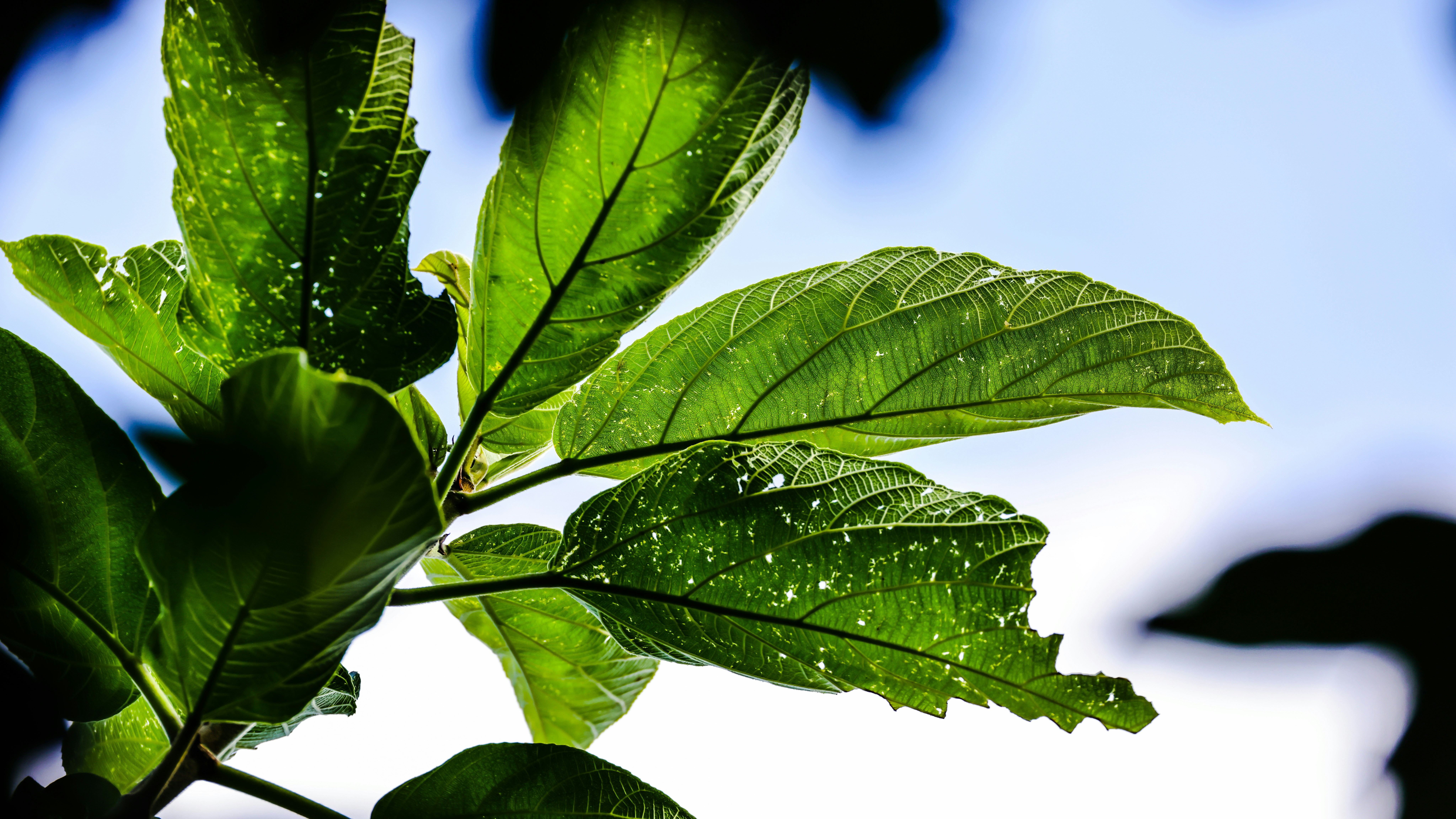 Photo by dickenslin76