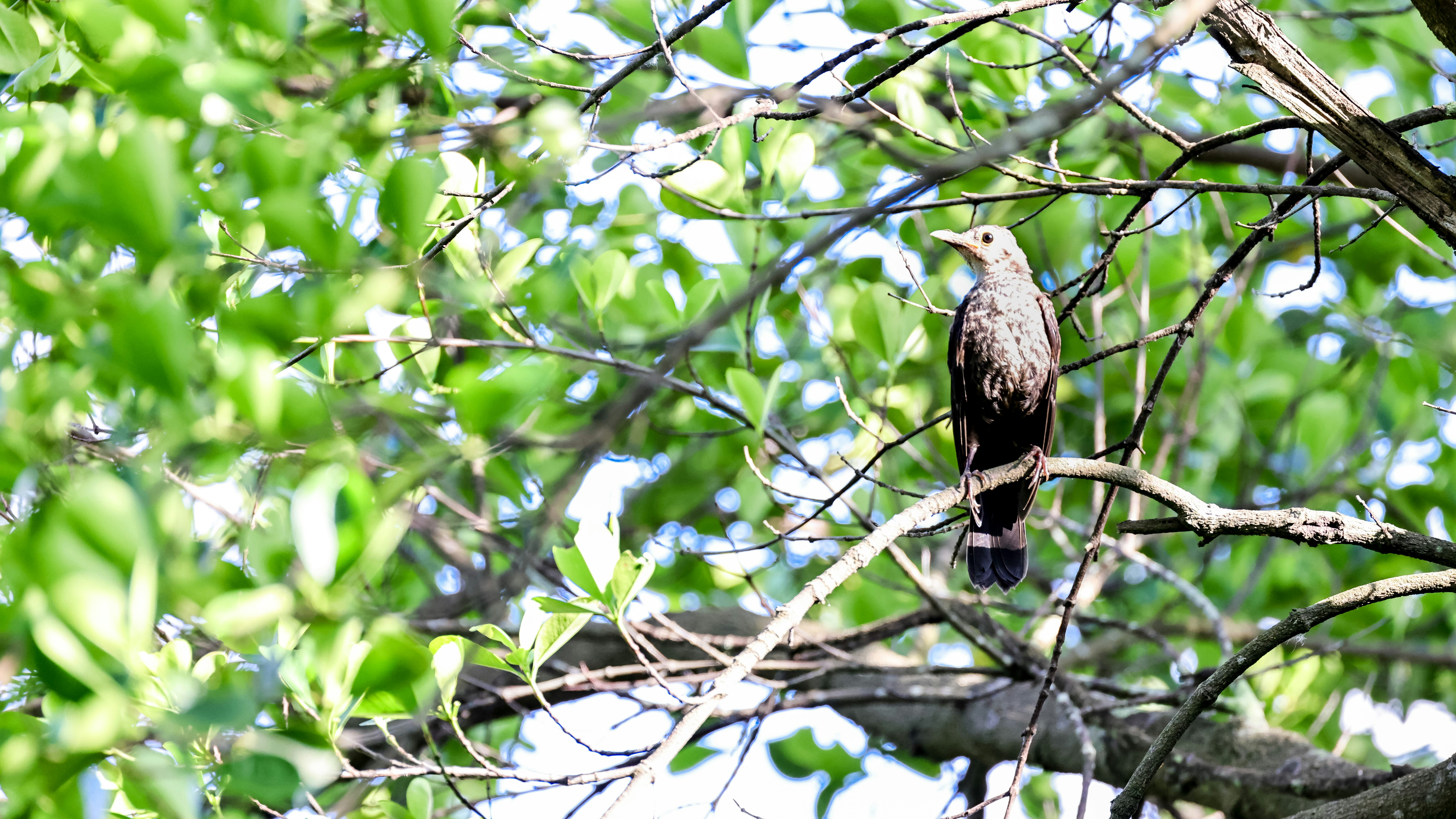 Photo by dickenslin76