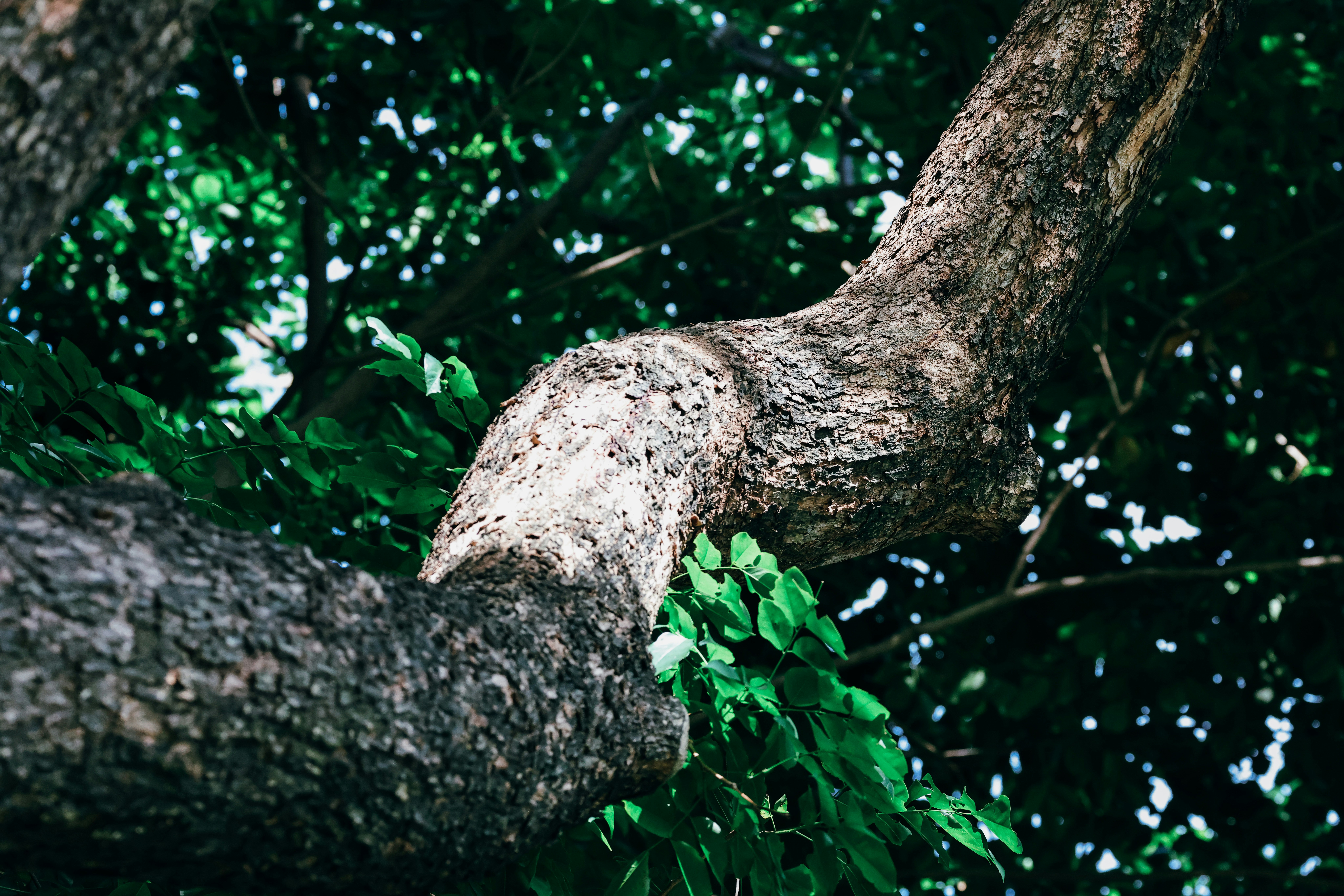 Photo by dickenslin76