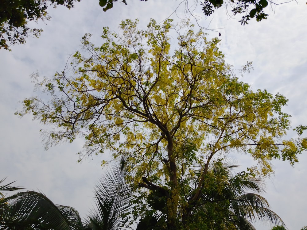 a tree with yellow leaves and a blue sky in the background