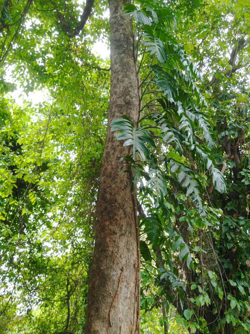 a large tree with lots of green leaves on it