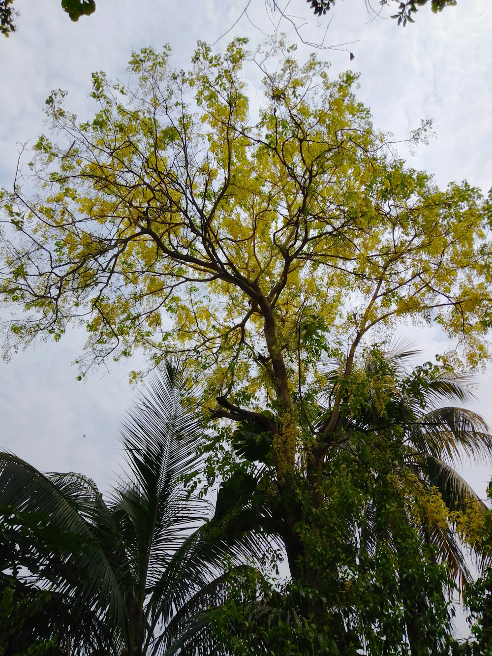 a tree with yellow leaves and a sky background
