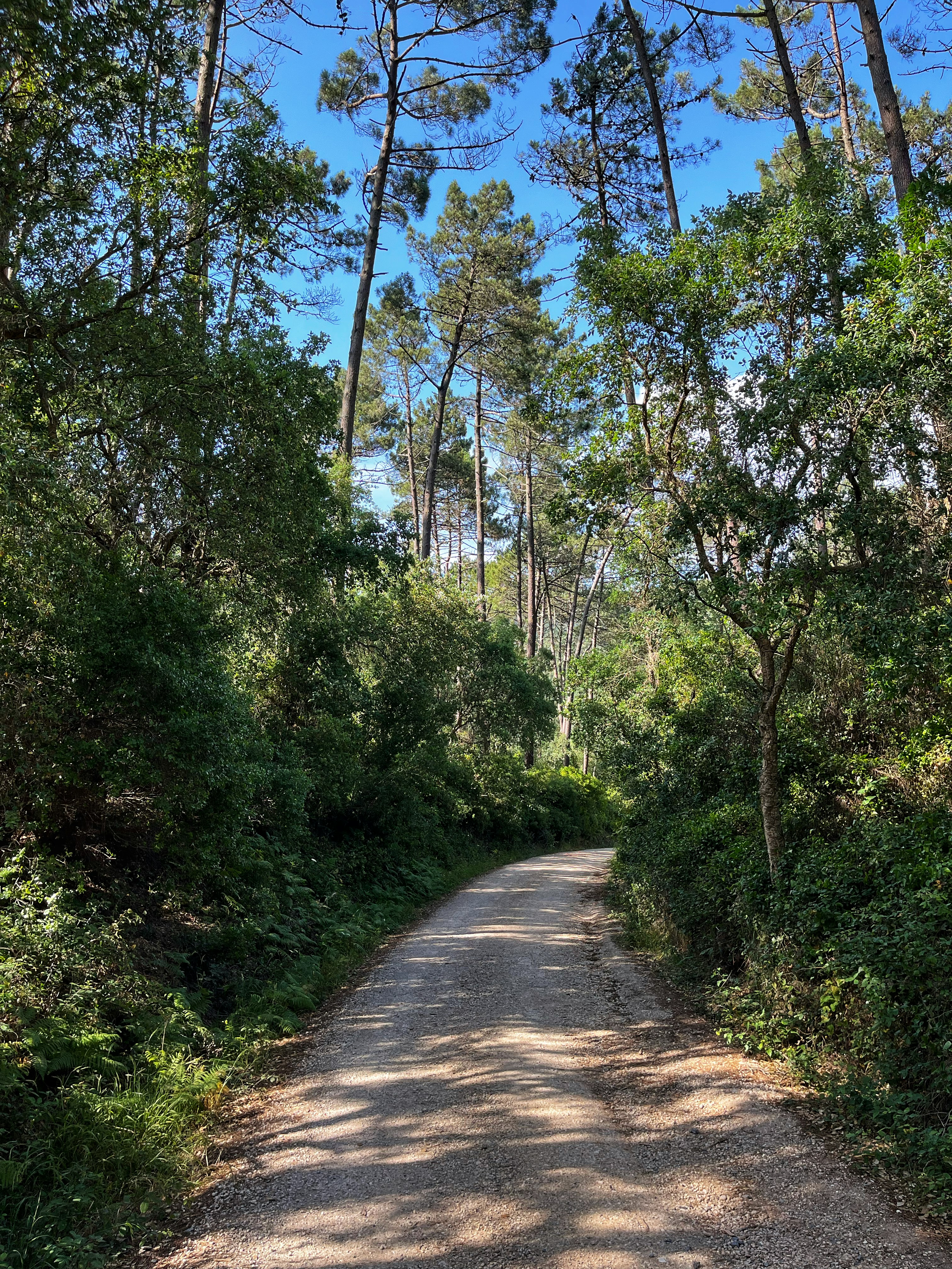 a dirt road surrounded by trees and bushes