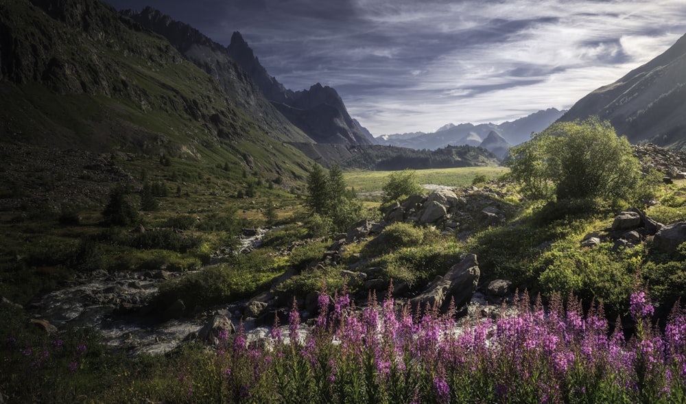 a lush green valley filled with lots of purple flowers