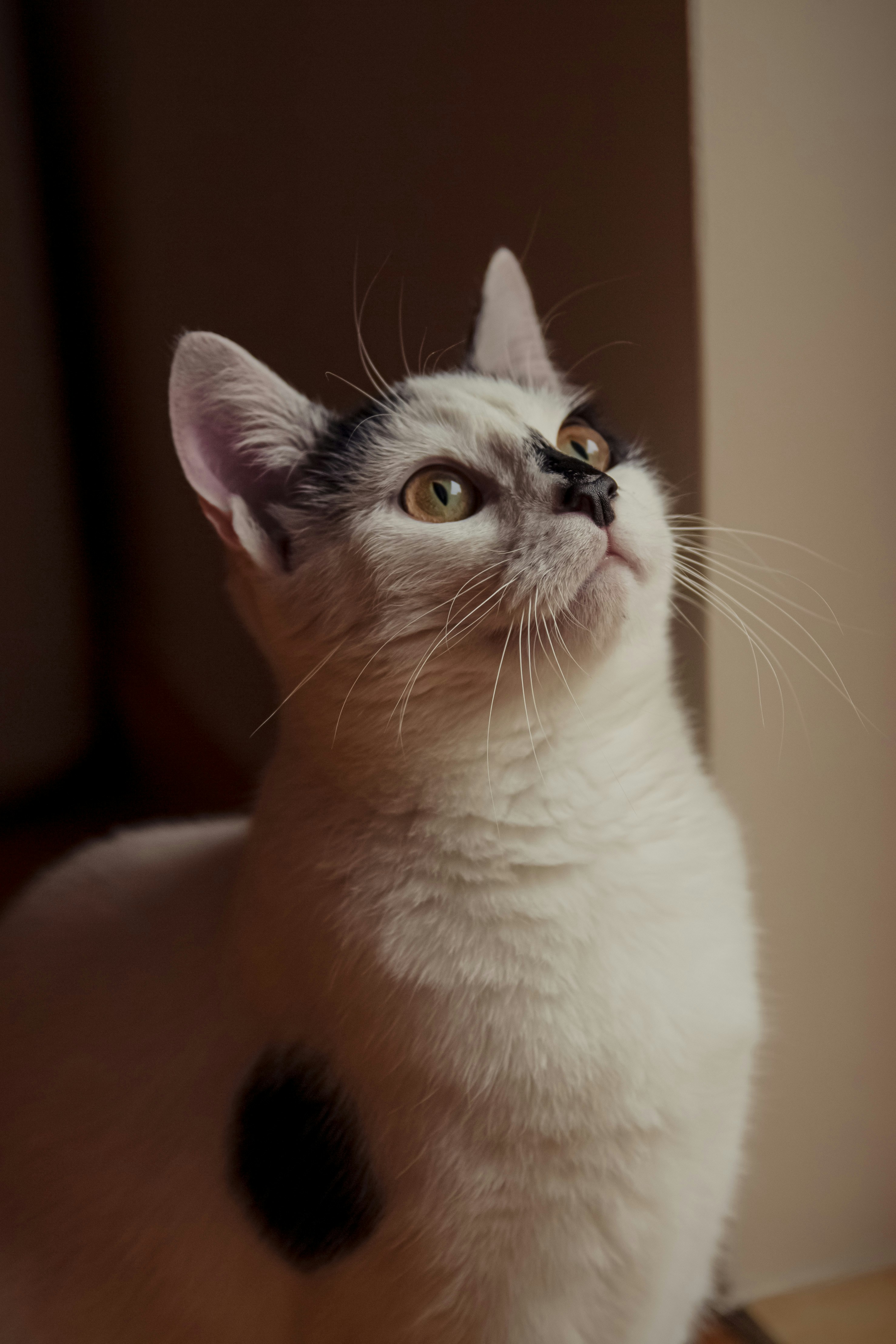 a black and white cat looking up at something