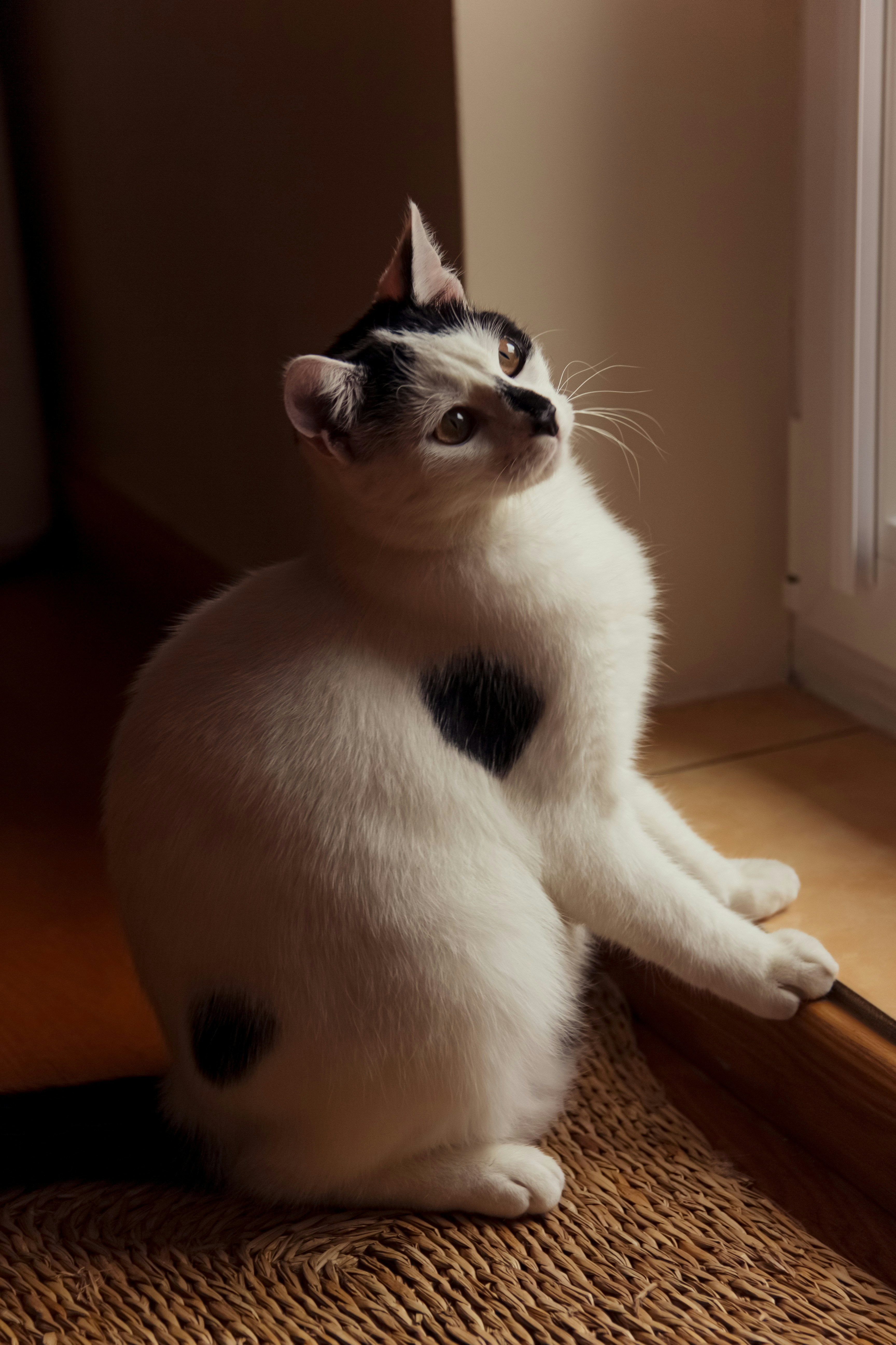a black and white cat sitting on a door mat