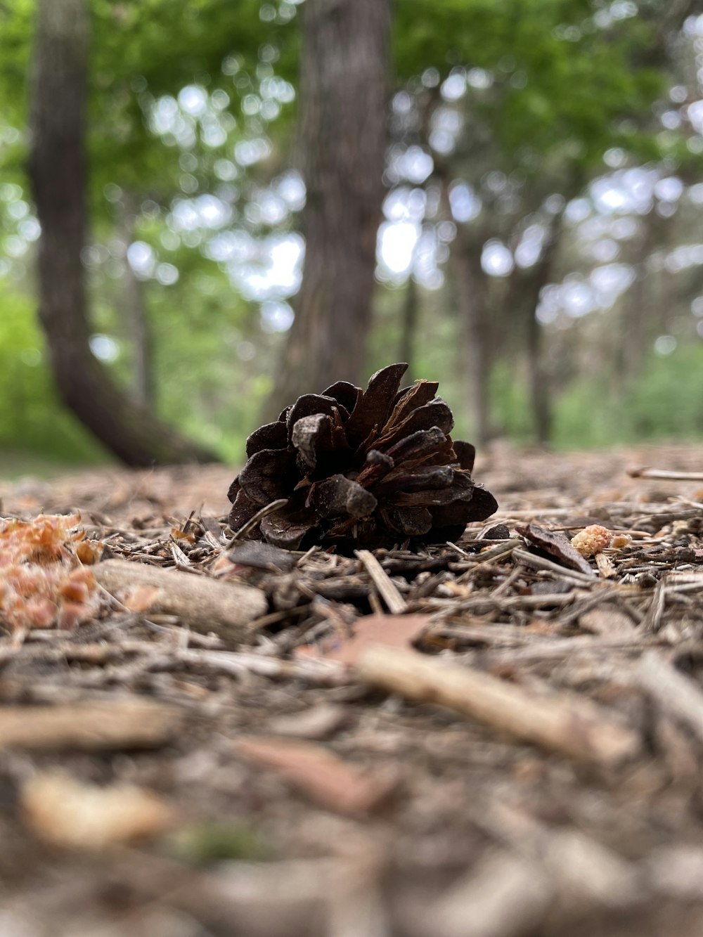 a pine cone sitting in the middle of a forest