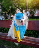 A white fluffy dog wearing a bright blue hat, sunglasses, and a blue and yellow cape is sitting on a red wooden bench in a park. The background is lush with green trees and blurred out people walking, suggesting a warm, sunny day.