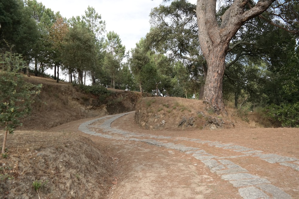 a dirt road with a tree on the side of it