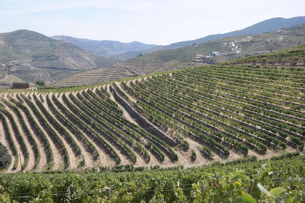 a vineyard in the middle of a mountain range