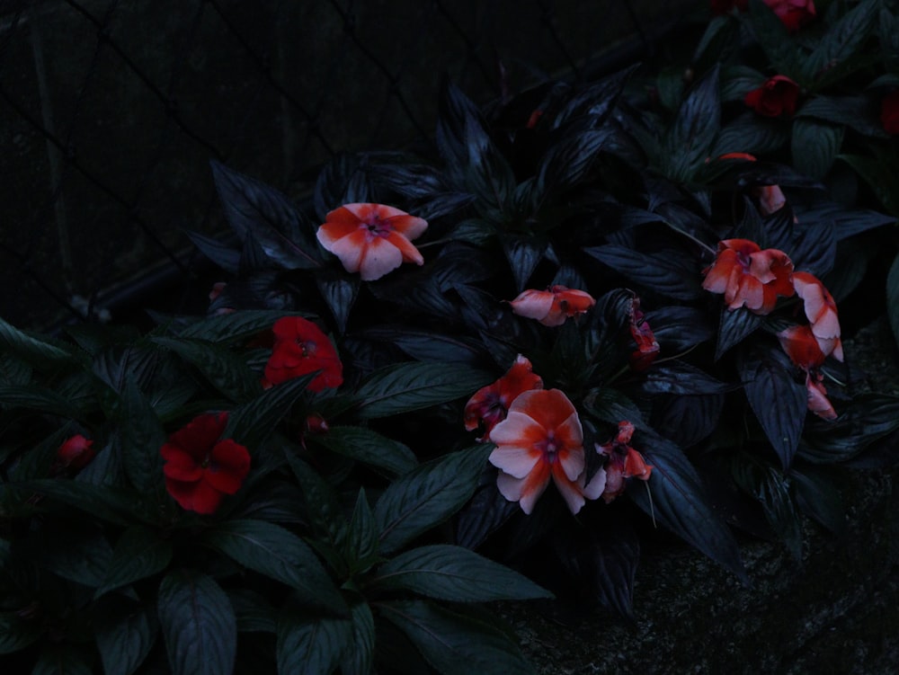 a bunch of flowers that are by a fence