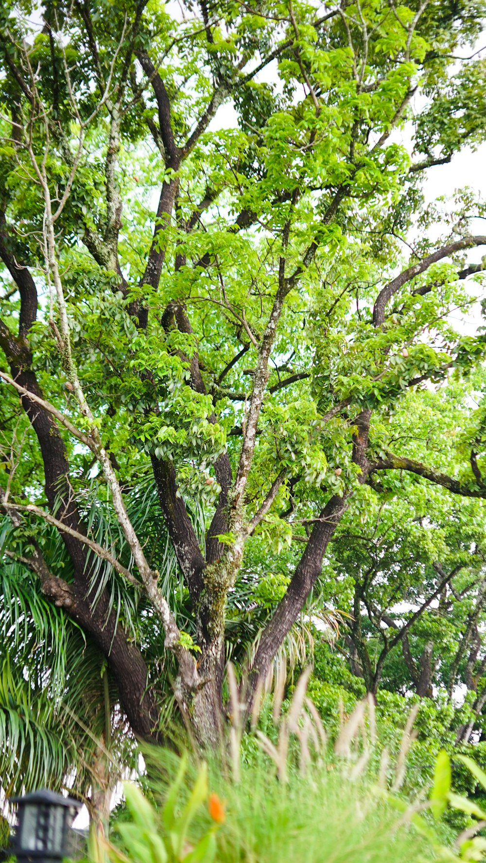 a large tree with lots of green leaves