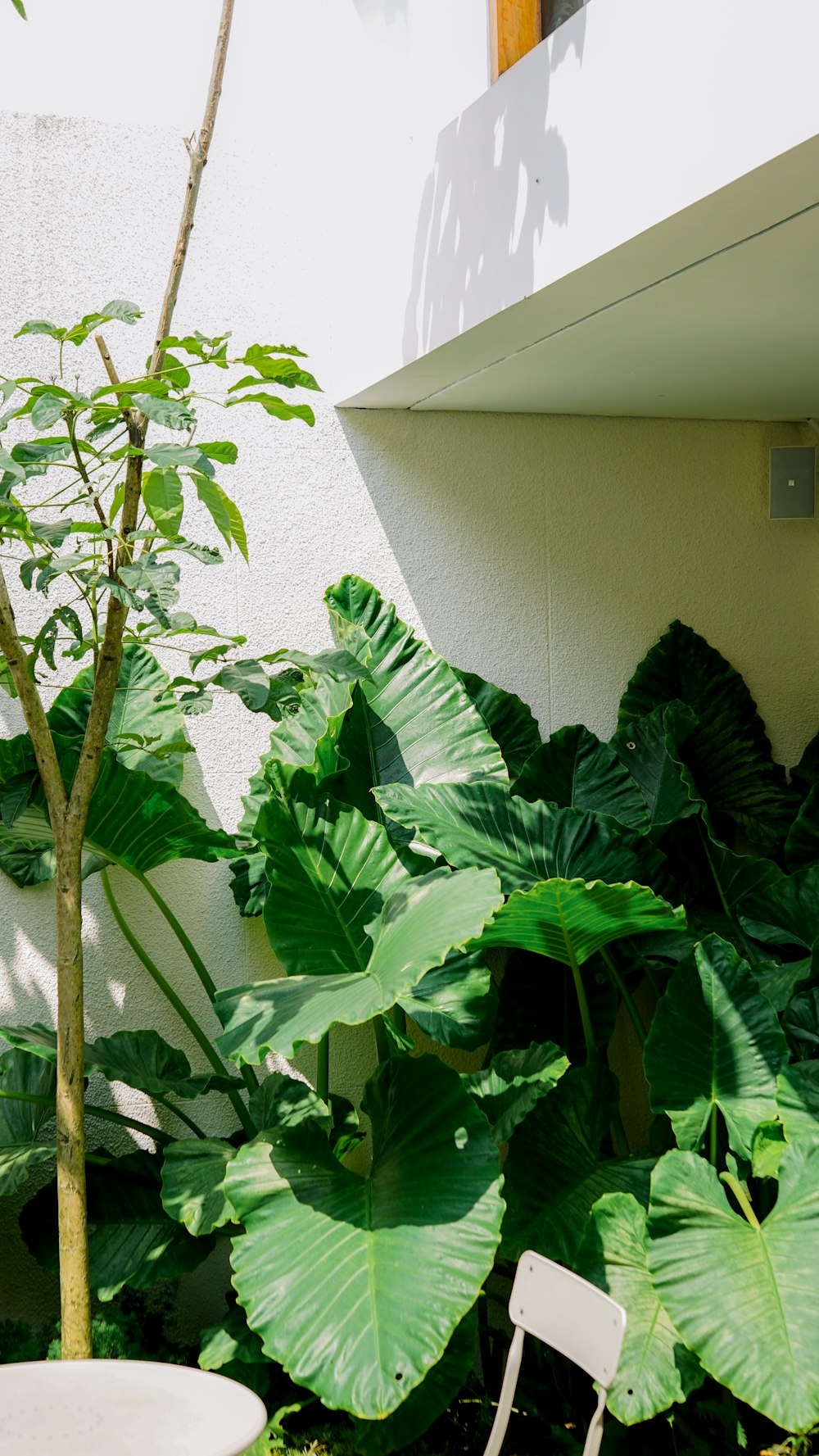 a white chair sitting next to a tall green plant