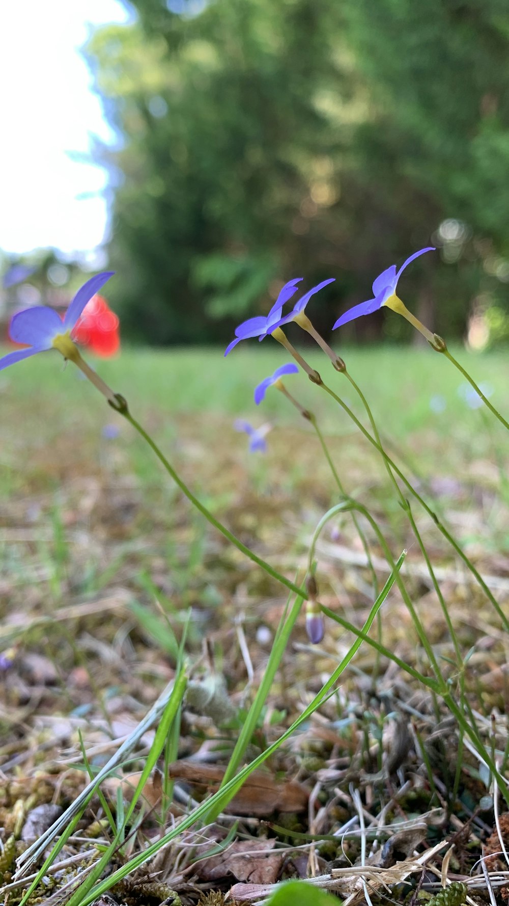 a couple of flowers that are in the grass