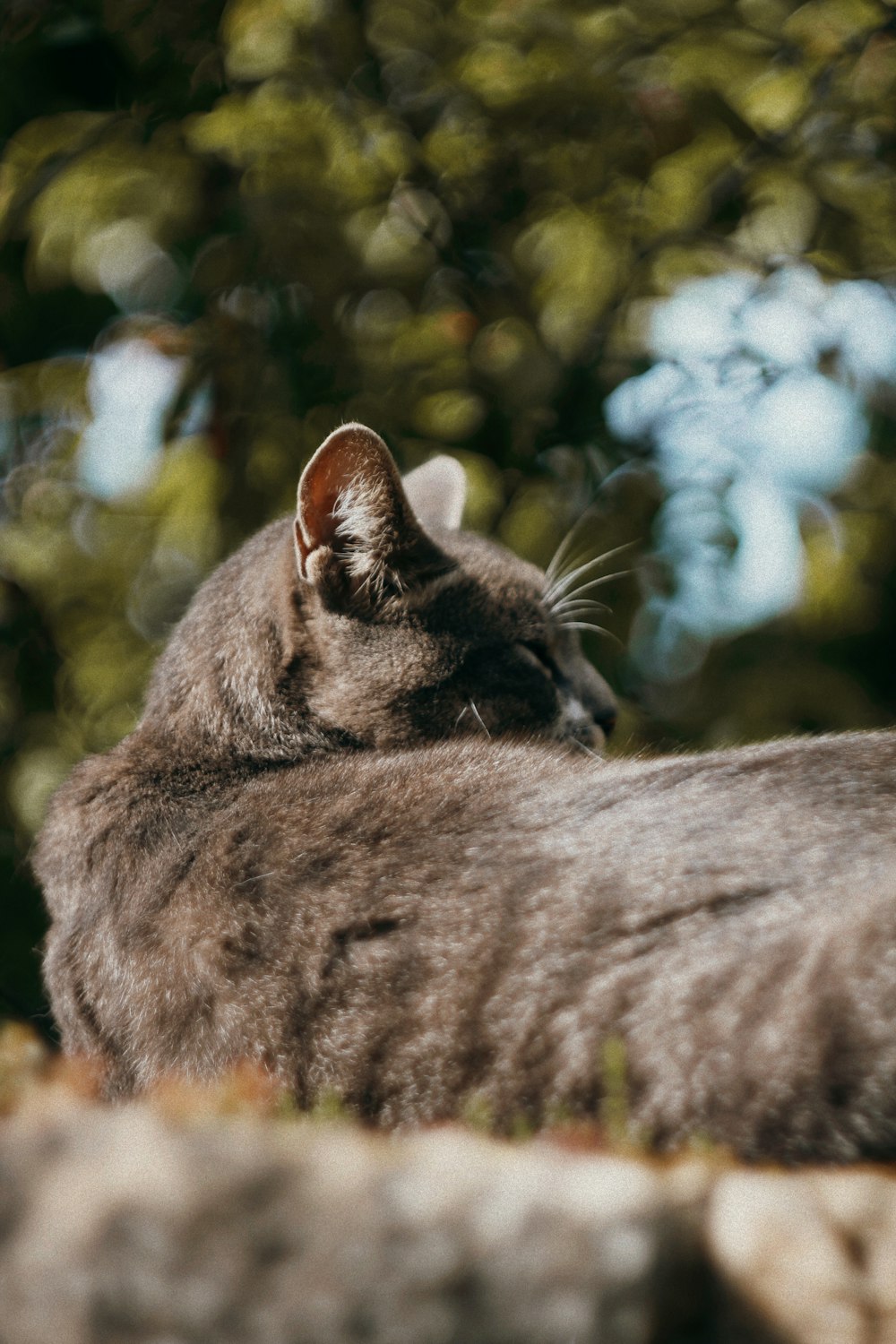 a gray cat laying on top of a rock