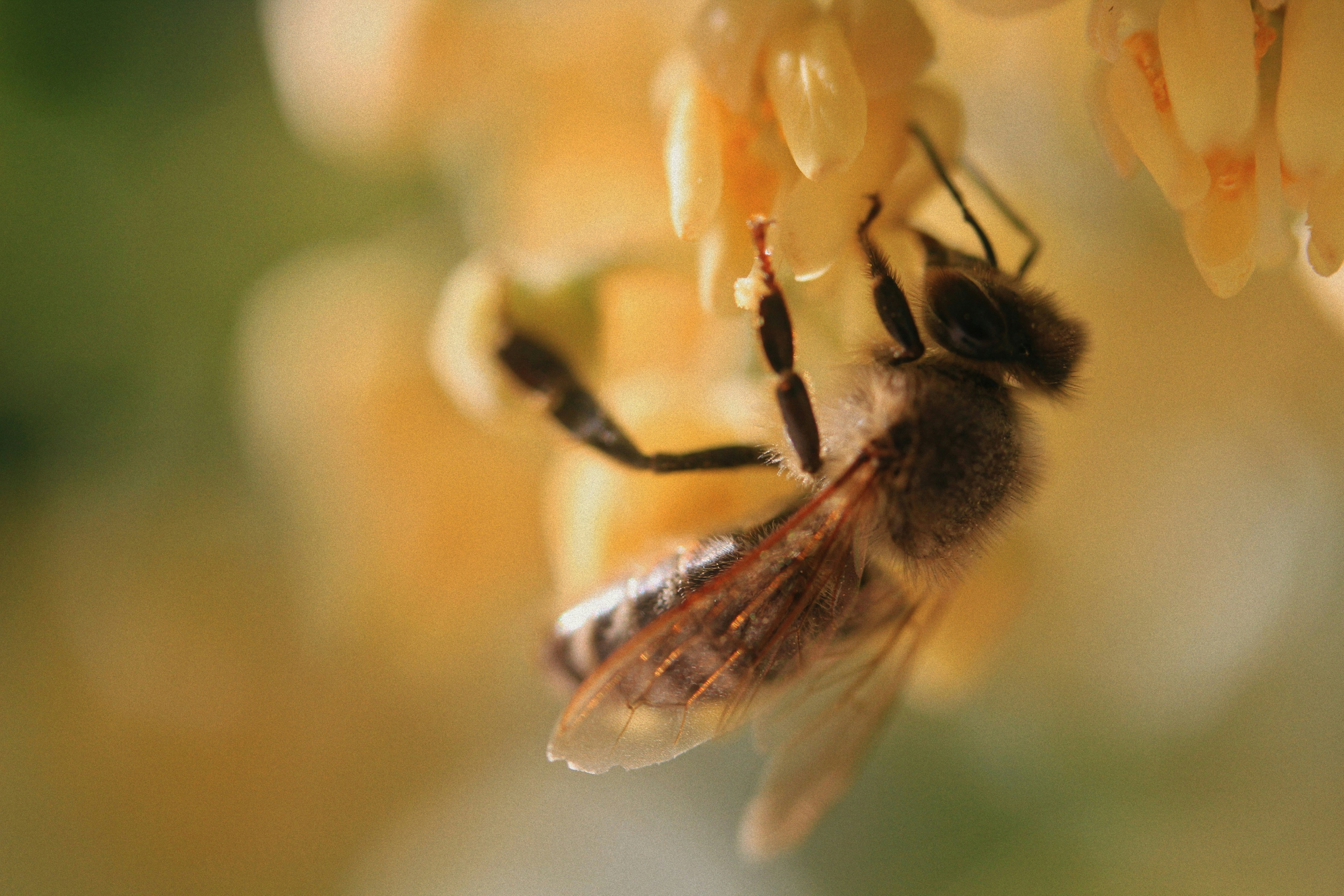 a close up of a bee on a flower