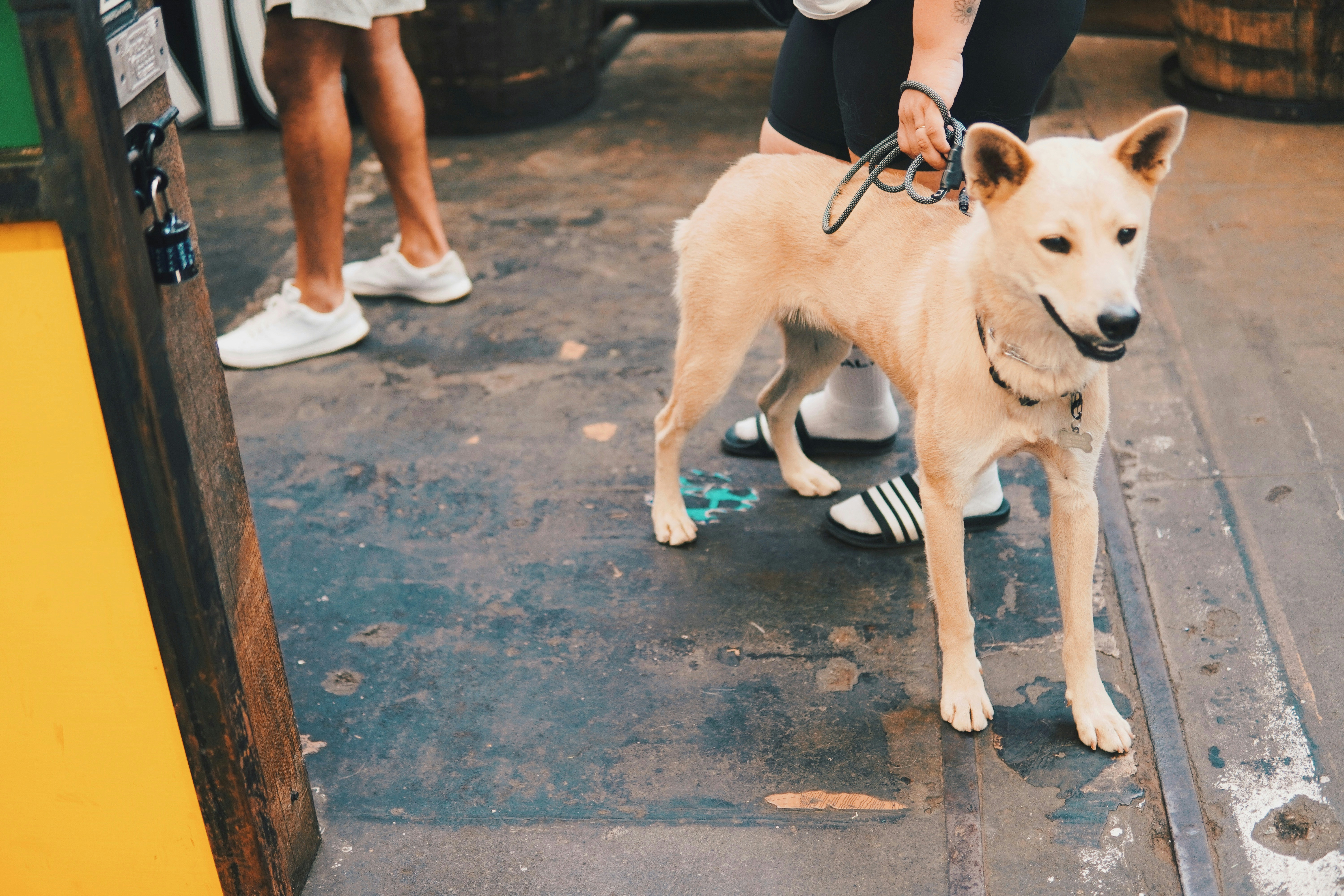 a dog is standing on a skateboard on the street